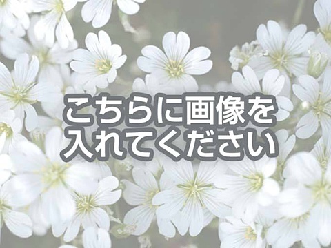 代替テキストをご記入ください